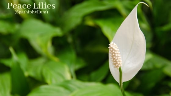 Peace lily